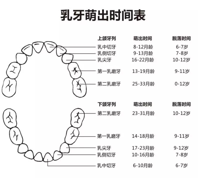 尚佳專業(yè)月嫂丨何時(shí)長(zhǎng)牙才算正常？